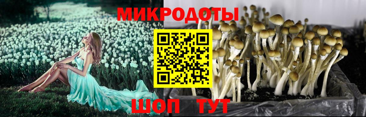 Псилоцибиновые грибы мухоморы Владикавказ